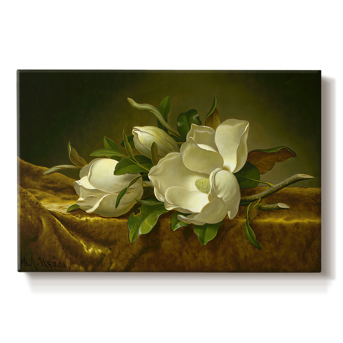 Canvas art print portraying magnolia blossoms arranged on gold velvet surface, set against a white background