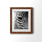 Zebra Colt - Premium Framed Print - Distressed Barnwood Frame - Ready to Hang