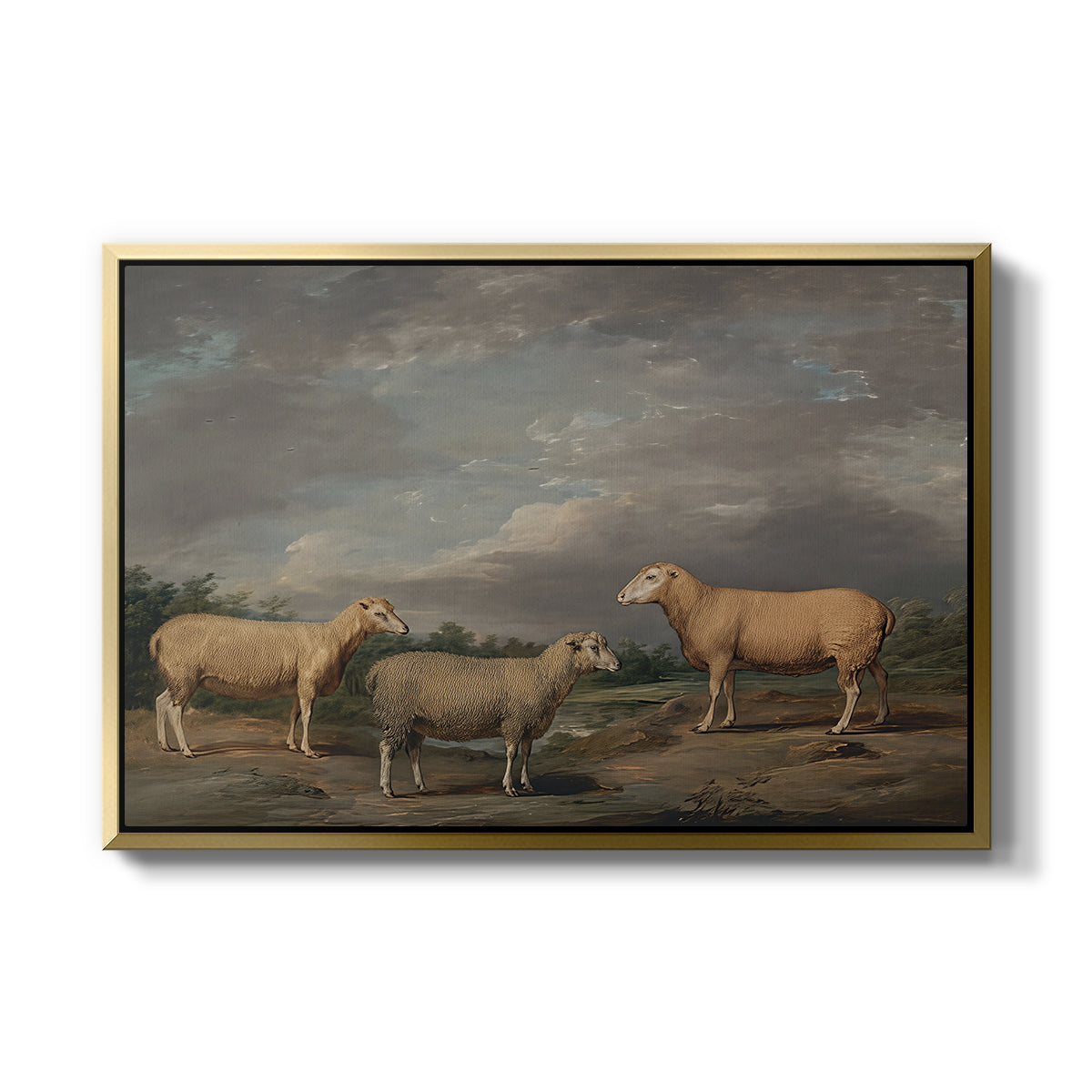 Ryelands Sheep, the King's Ram, the King's Ewe and Lord Somerville's Wether, c. 1801-1807 - Floater Framed Canvas Print