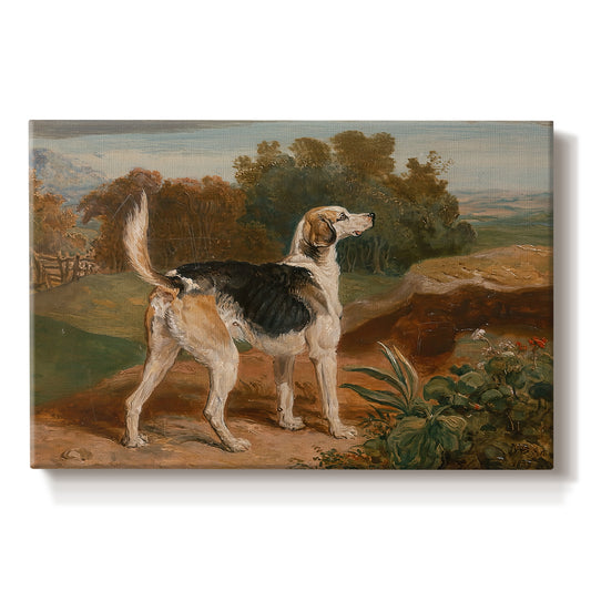 Canvas art print portraying a hunting hound standing in landscape with focused posture, set against a white background