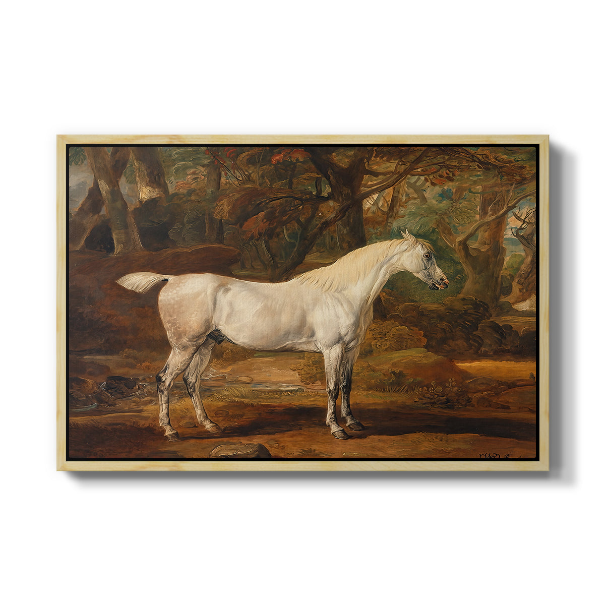Grey Arabian Stallion, Property of Sir Watkin Williams-Wynn, c. 1817 - Floater Framed Canvas Print