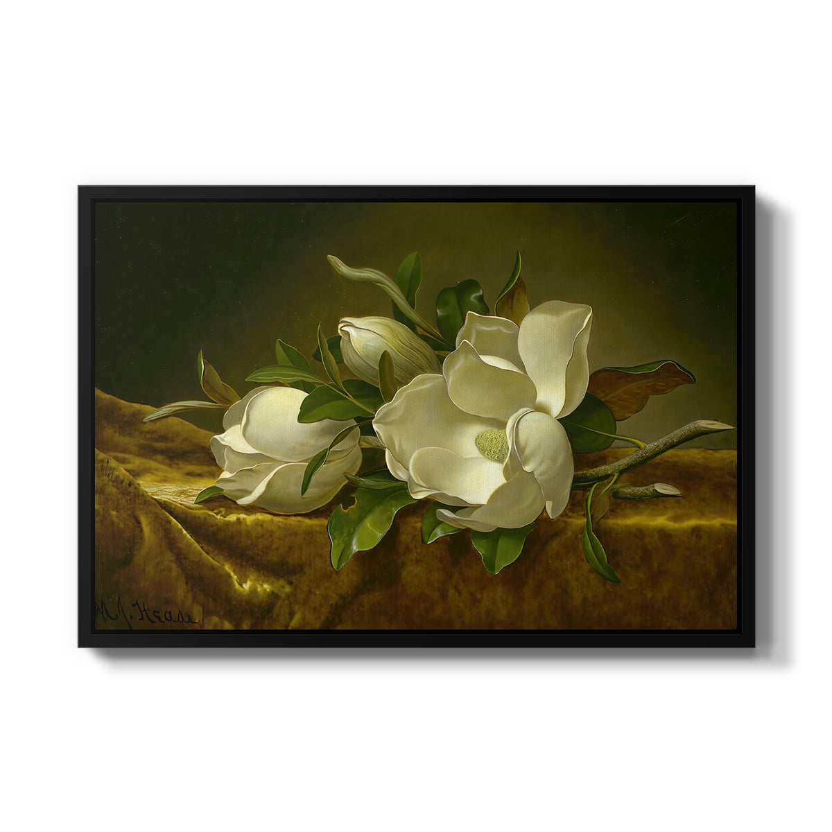 Magnolias on Gold Velvet Cloth, c. 1888-1890 - Floater Framed Canvas Print
