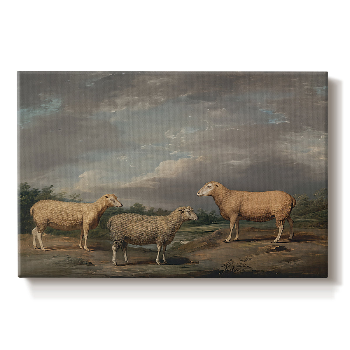 Canvas art print portraying a group of sheep standing together in open pasture, set against a white background