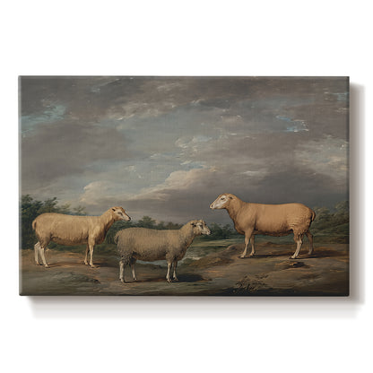 Canvas art print portraying a group of sheep standing together in open pasture, set against a white background