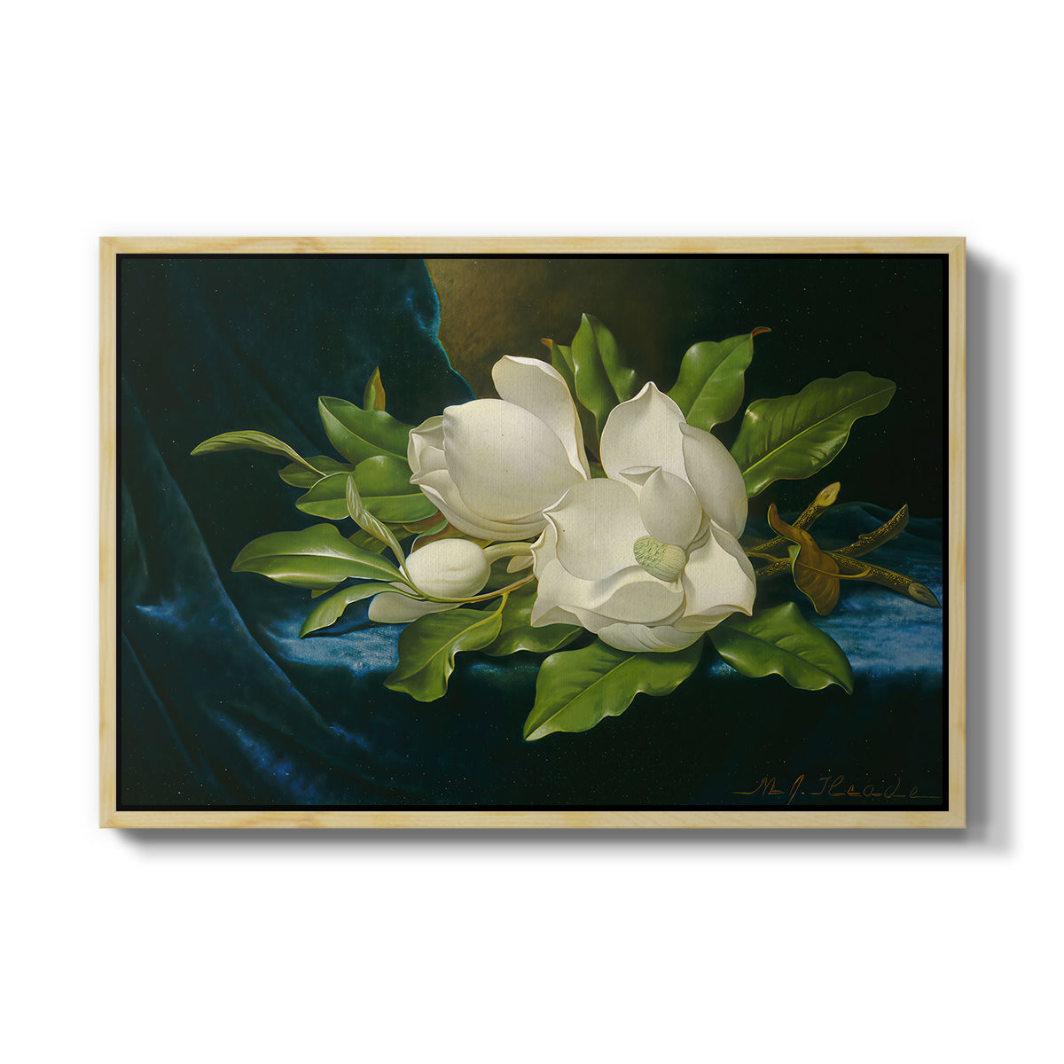 Giant Magnolias on a Blue Velvet Cloth, c. 1890 - Floater Framed Canvas Print
