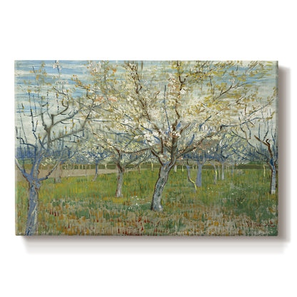 Canvas art print portraying an orchard in bloom with pink blossoms across soft landscape, set against a white background