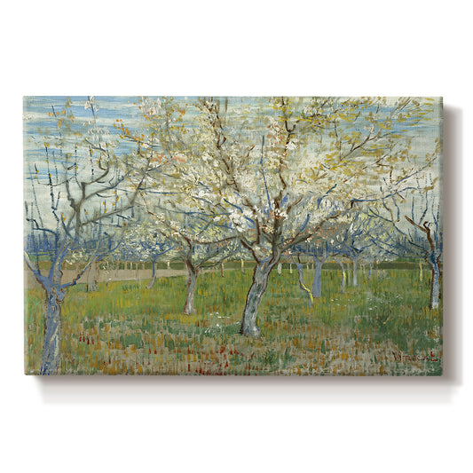 Canvas art print portraying an orchard in bloom with pink blossoms across soft landscape, set against a white background