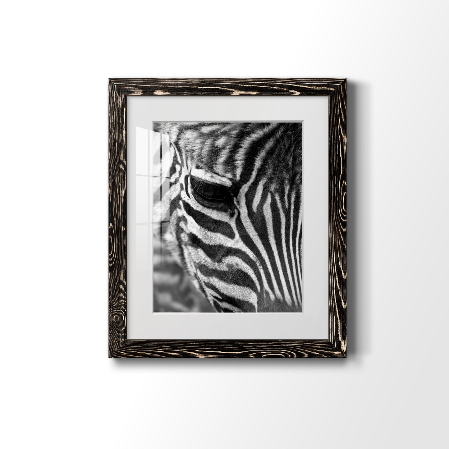 Zebra Colt - Premium Framed Print - Distressed Barnwood Frame - Ready to Hang