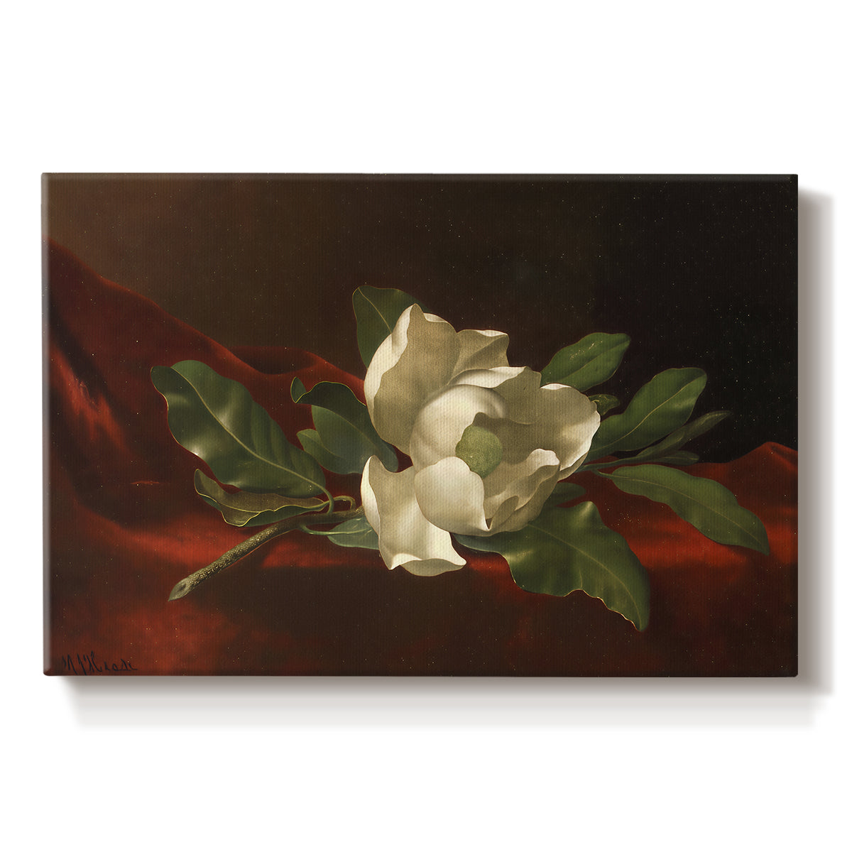 Canvas art print portraying a white magnolia bloom resting on red velvet surface, set against a white background