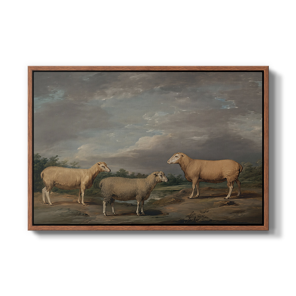 Ryelands Sheep, the King's Ram, the King's Ewe and Lord Somerville's Wether, c. 1801-1807 - Floater Framed Canvas Print