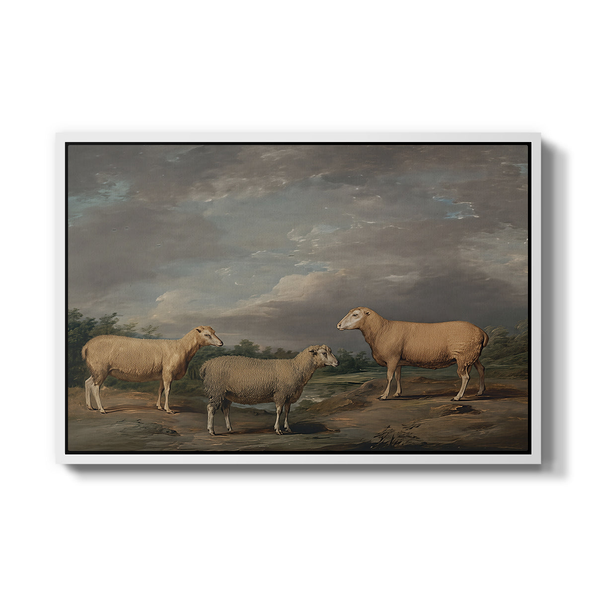 Ryelands Sheep, the King's Ram, the King's Ewe and Lord Somerville's Wether, c. 1801-1807 - Floater Framed Canvas Print