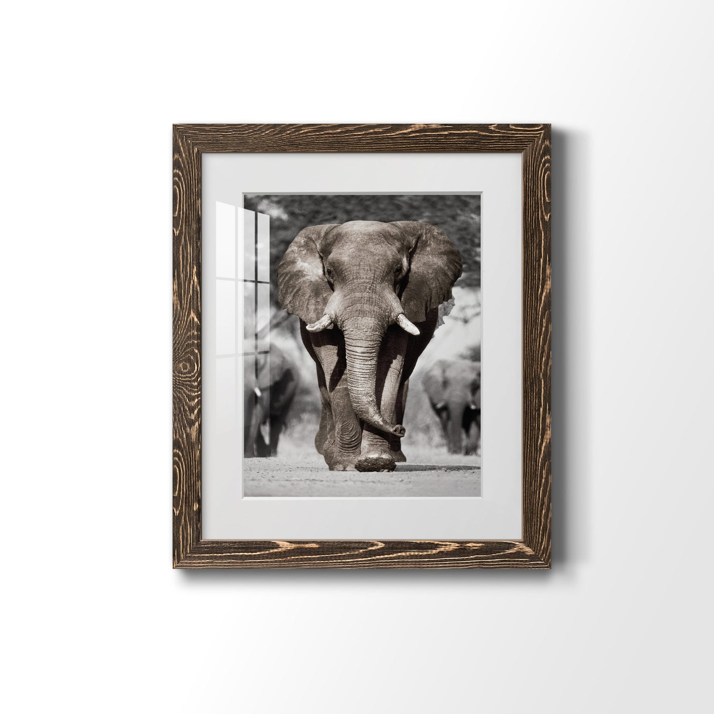 Botswana Patriarch - Premium Framed Print - Distressed Barnwood Frame - Ready to Hang