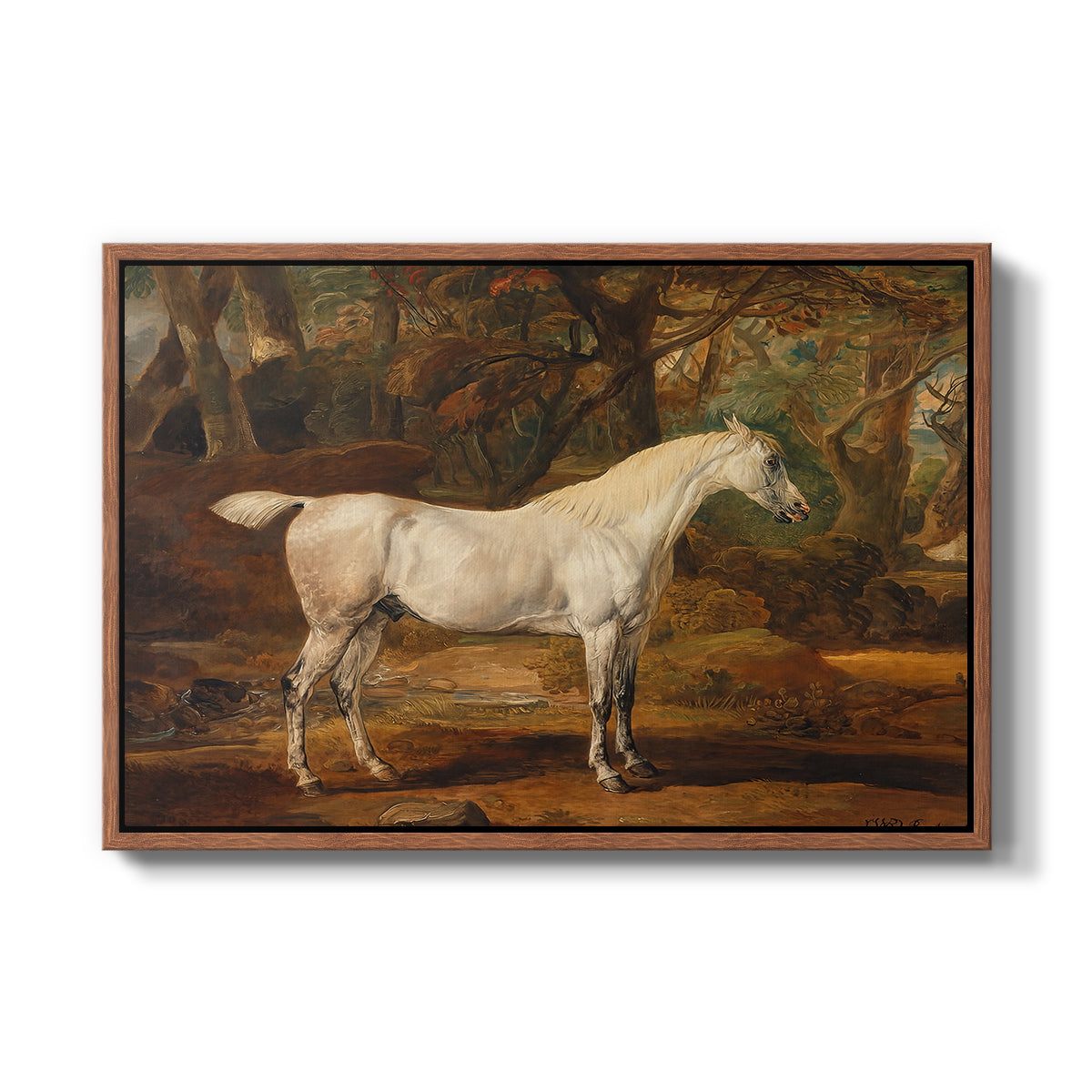 Grey Arabian Stallion, Property of Sir Watkin Williams-Wynn, c. 1817 - Floater Framed Canvas Print