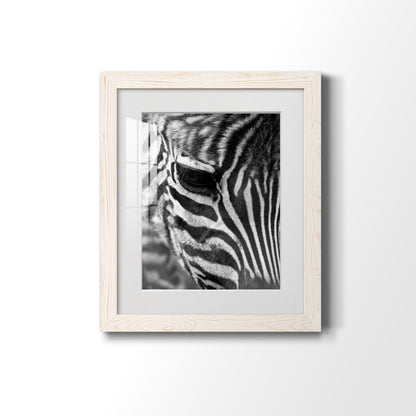 Zebra Colt - Premium Framed Print - Distressed Barnwood Frame - Ready to Hang