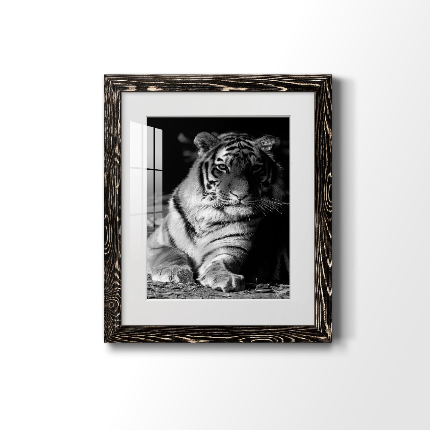 Tiger Repose - Premium Framed Print - Distressed Barnwood Frame - Ready to Hang