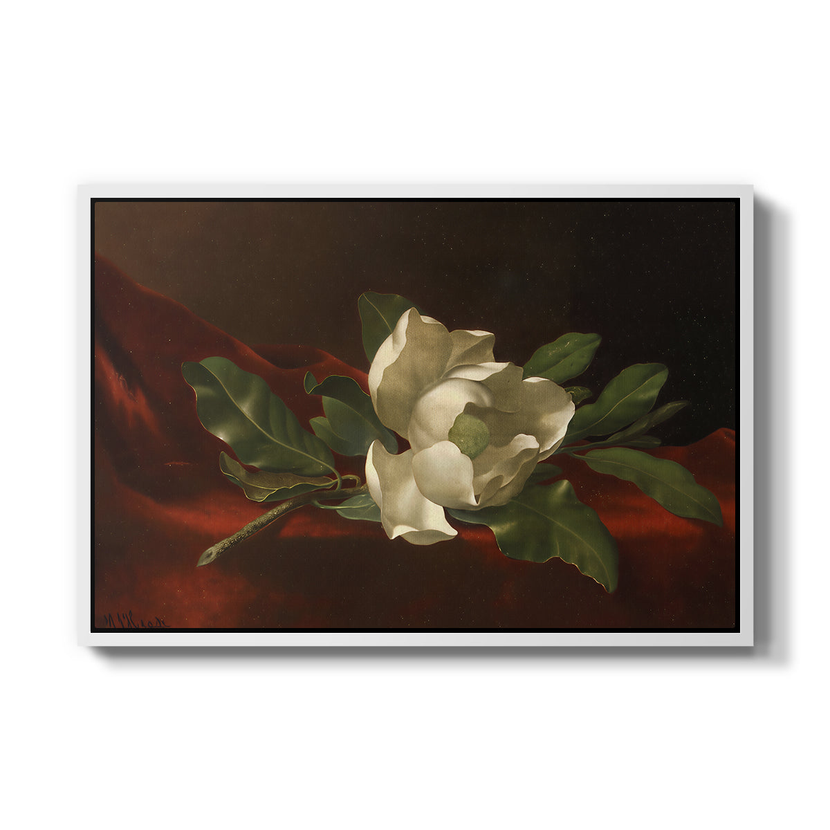 Magnolia on Red Velvet, c. 1885-1890 - Floater Framed Canvas Print