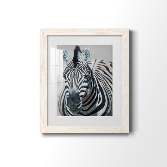 Namibia Zebra - Premium Framed Print - Distressed Barnwood Frame - Ready to Hang