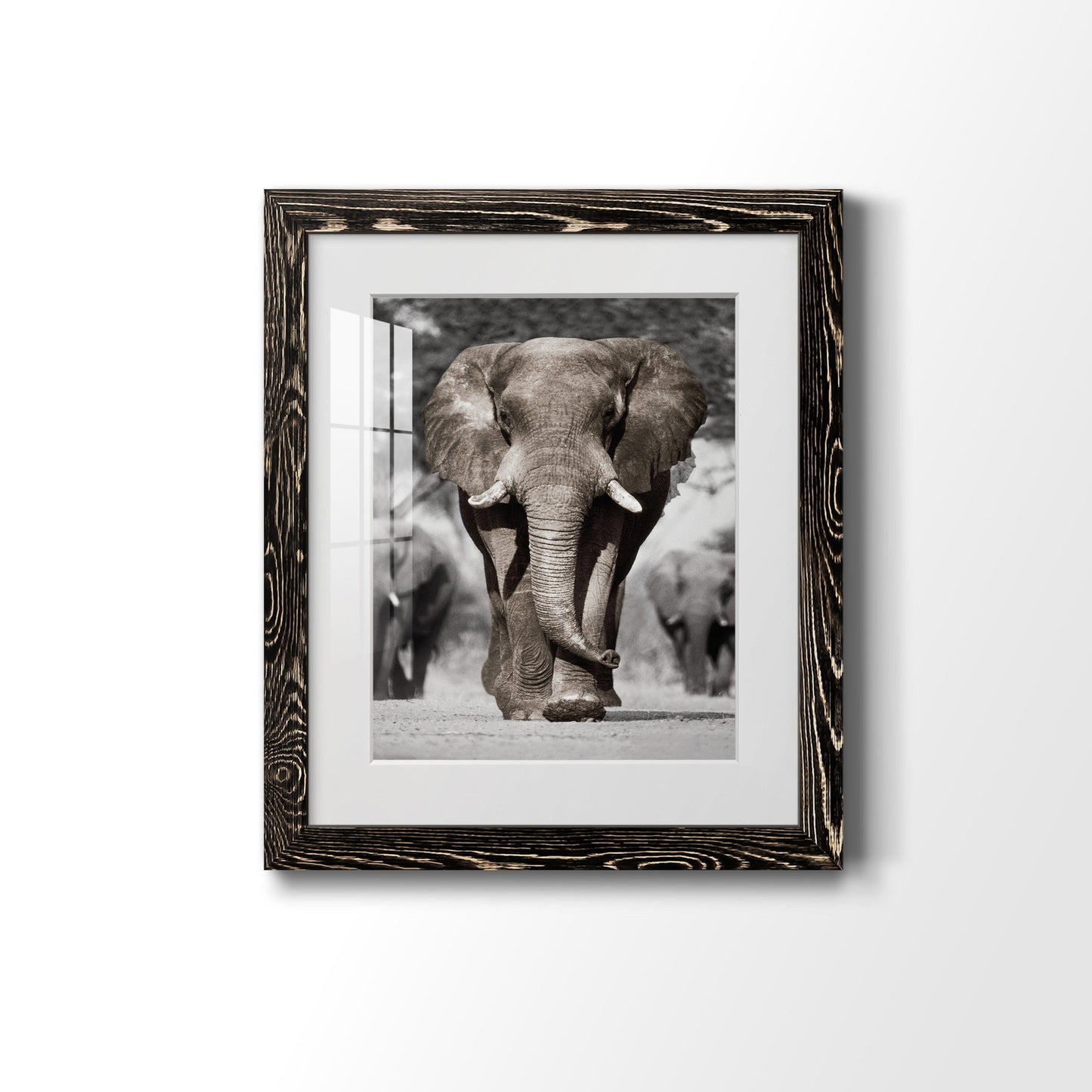 Botswana Patriarch - Premium Framed Print - Distressed Barnwood Frame - Ready to Hang