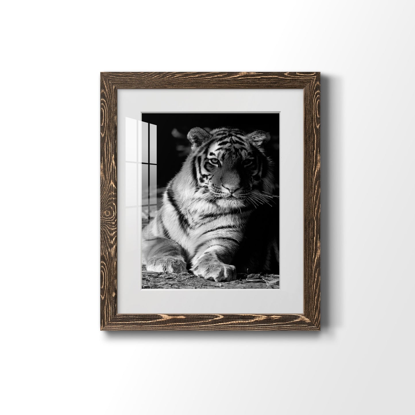 Tiger Repose - Premium Framed Print - Distressed Barnwood Frame - Ready to Hang