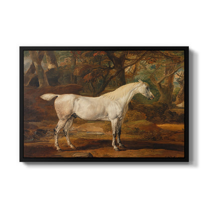 Grey Arabian Stallion, Property of Sir Watkin Williams-Wynn, c. 1817 - Floater Framed Canvas Print