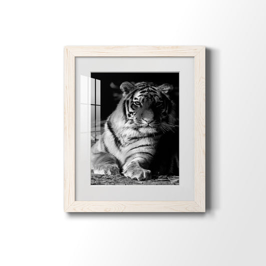 Tiger Repose - Premium Framed Print - Distressed Barnwood Frame - Ready to Hang