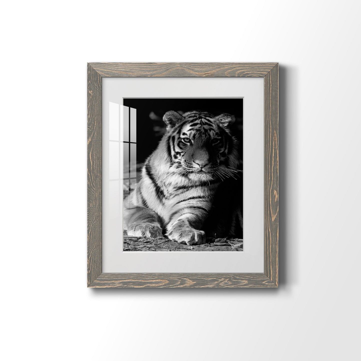 Tiger Repose - Premium Framed Print - Distressed Barnwood Frame - Ready to Hang