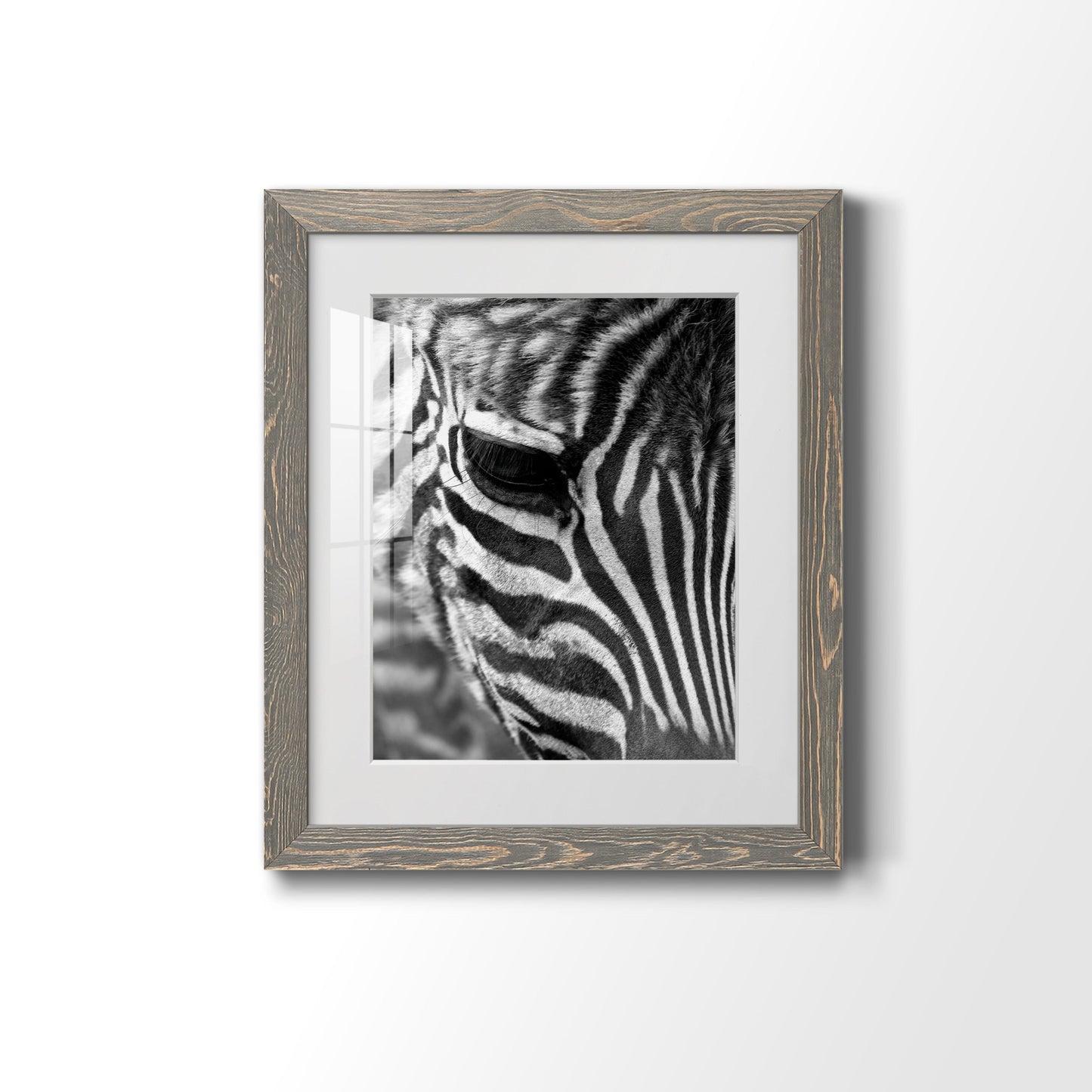 Zebra Colt - Premium Framed Print - Distressed Barnwood Frame - Ready to Hang