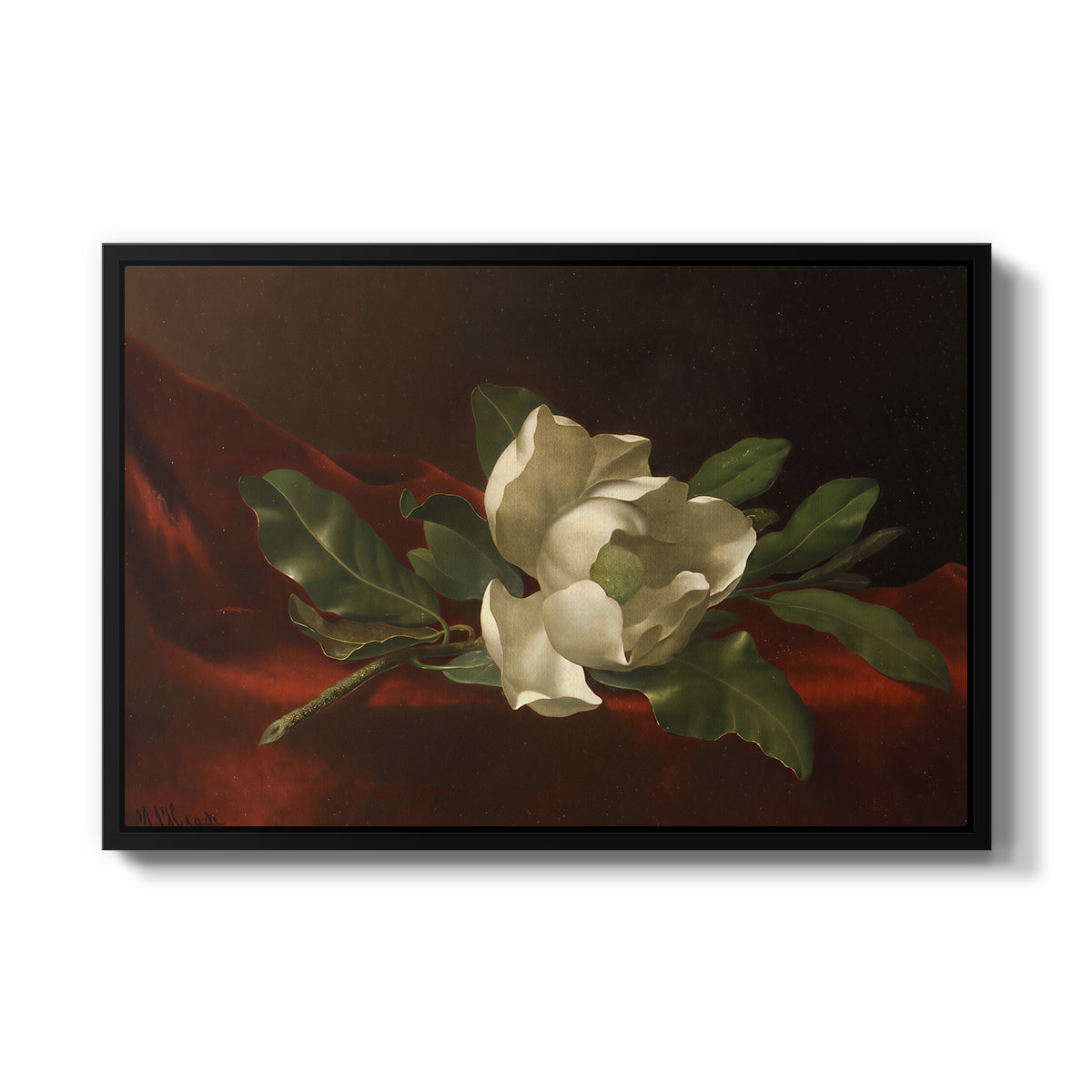 Magnolia on Red Velvet, c. 1885-1890 - Floater Framed Canvas Print