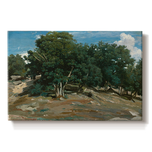 Canvas art print portraying large oak trees dominating forest landscape with open ground beneath, set against a white background