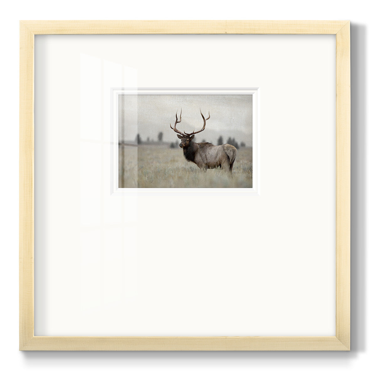 Grand Elk - Double Matboard Framed Print
