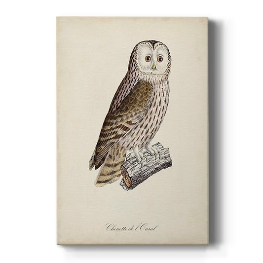 French Owls V Premium Gallery Wrapped Canvas - Ready to Hang