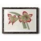 Amaryllis Varietals IV-Premium Framed Print - Ready to Hang