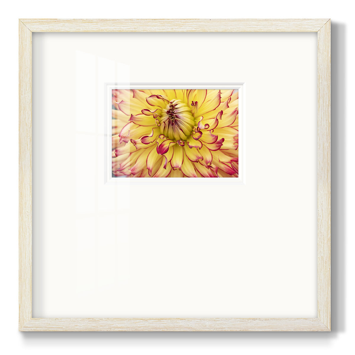 Blooms II- Premium Framed Print Double Matboard