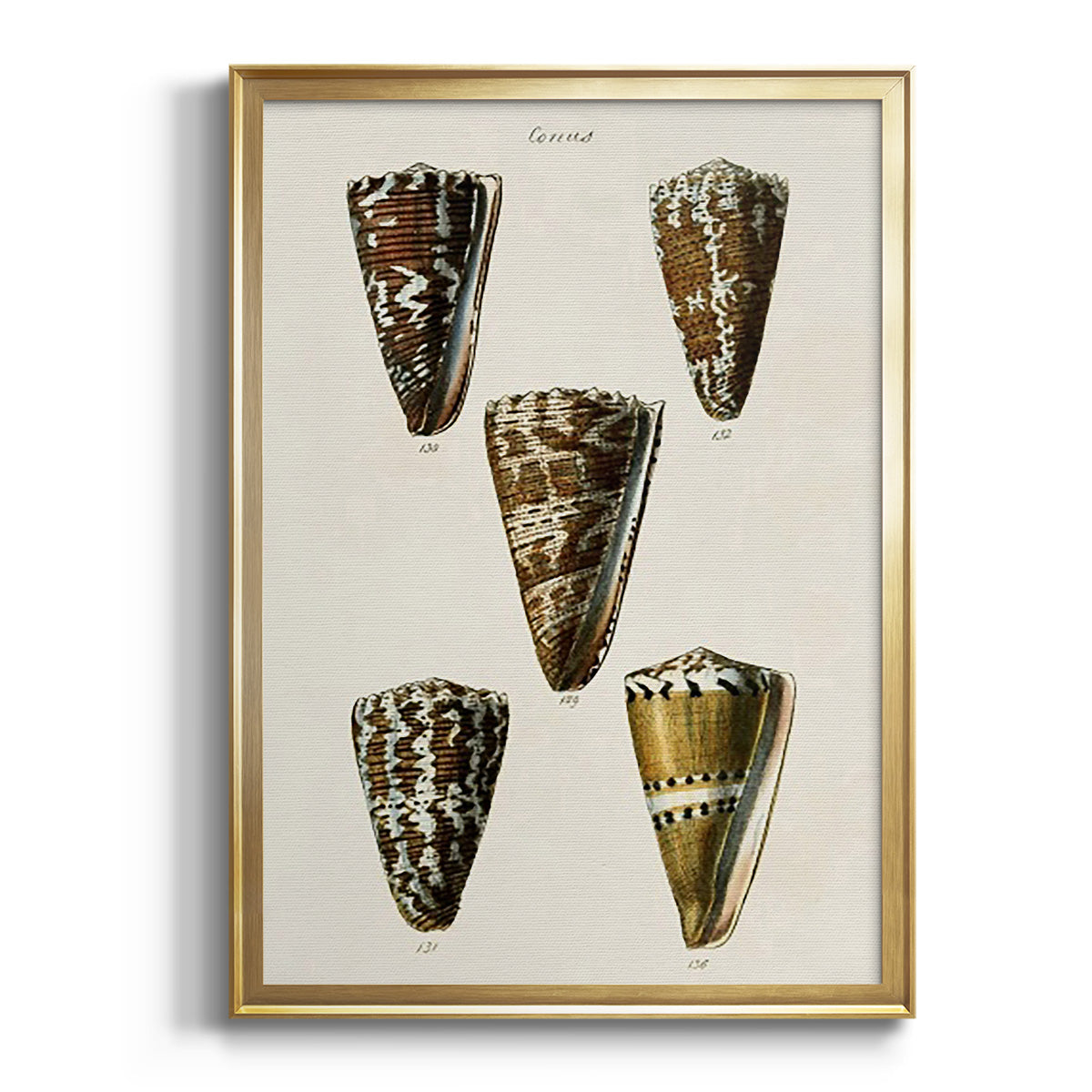 Cone Shell Collection V - Modern Framed Canvas Print