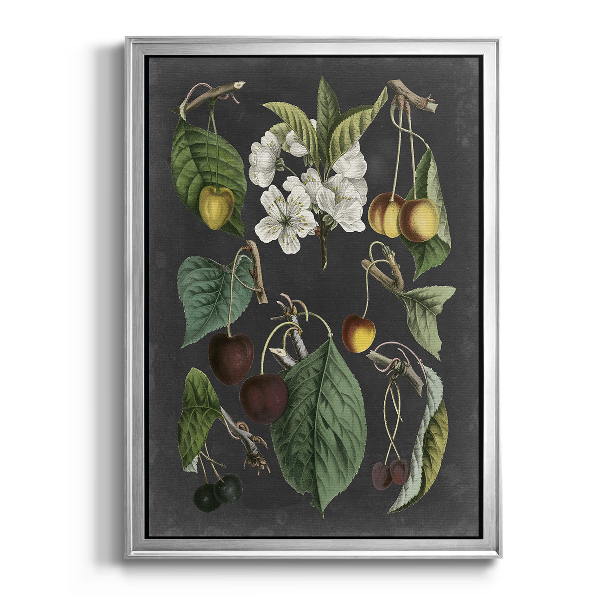 Orchard Varieties II - Modern Framed Canvas Print