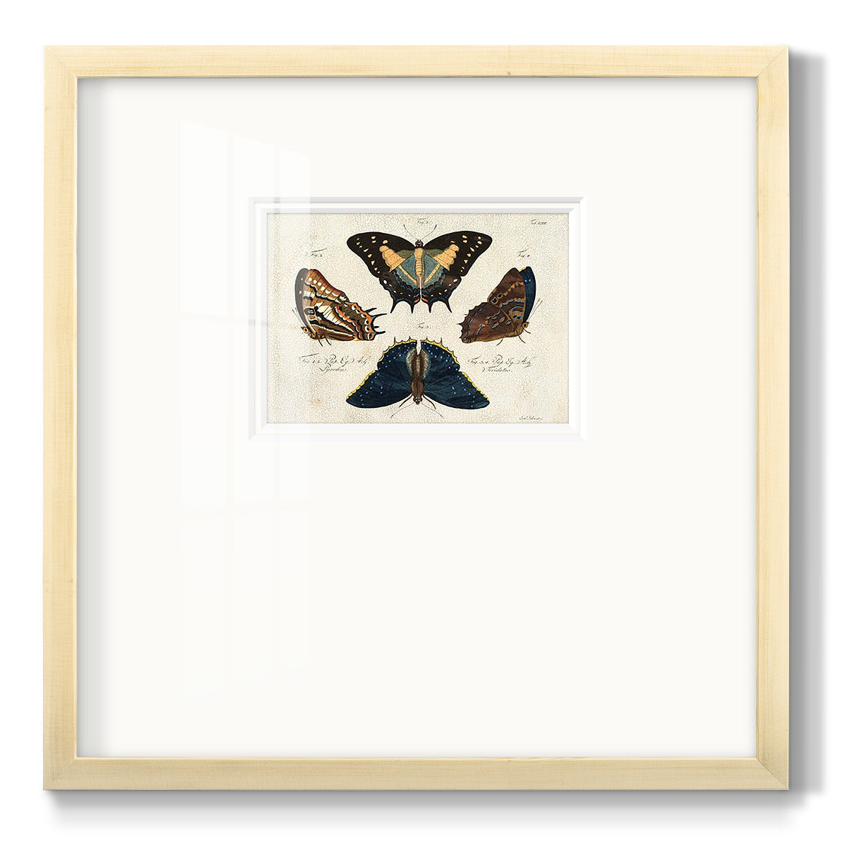 Crackled Butterflies IV Premium Framed Print Double Matboard