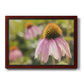 Echinacea Study I Premium Framed Canvas- Ready to Hang