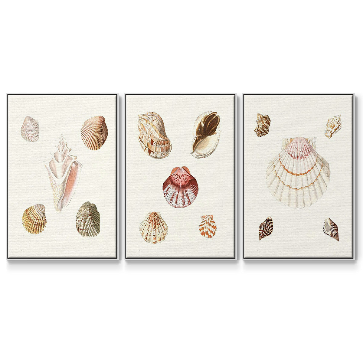 Pastel Knorr Shells IV - Framed Premium Gallery Wrapped Canvas L Frame 3 Piece Set - Ready to Hang