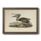 Audubons Brown Pelican - Ornate Framed Canvas Print
