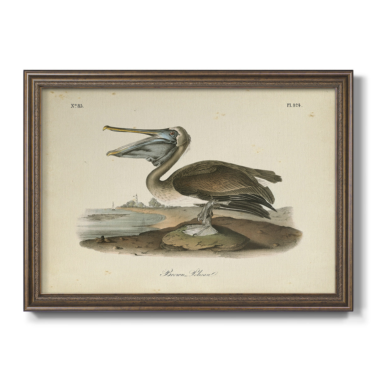 Audubons Brown Pelican - Ornate Framed Canvas Print