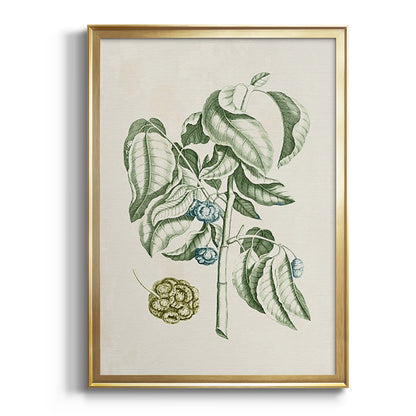 Buchoz Tropicals V - Modern Framed Canvas Print