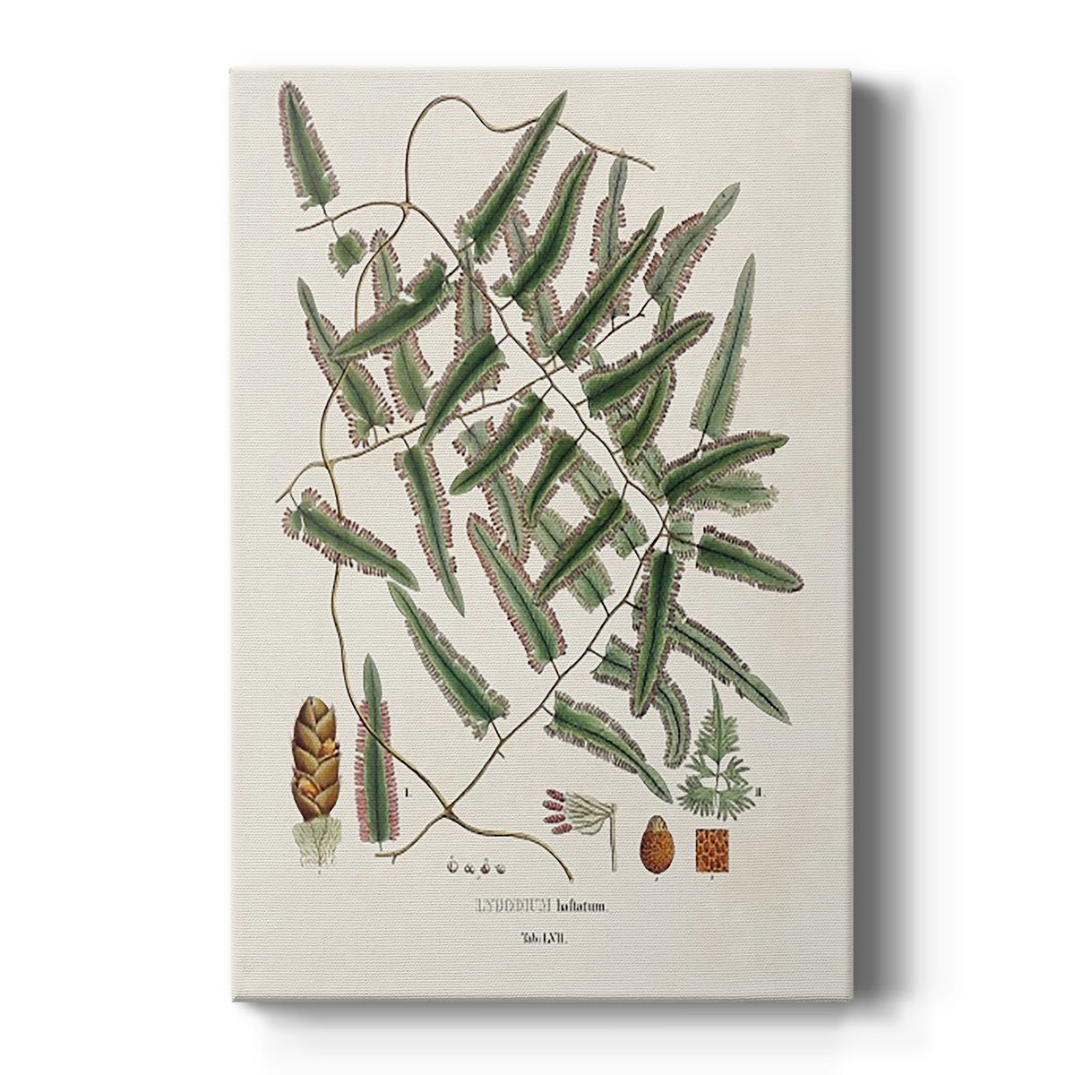 Botanical Society Ferns X Premium Gallery Wrapped Canvas - Ready to Hang