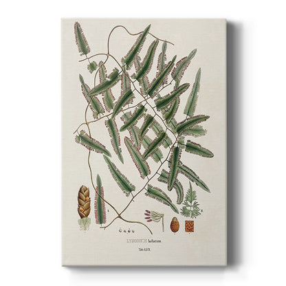 Botanical Society Ferns X - Canvas Art Print