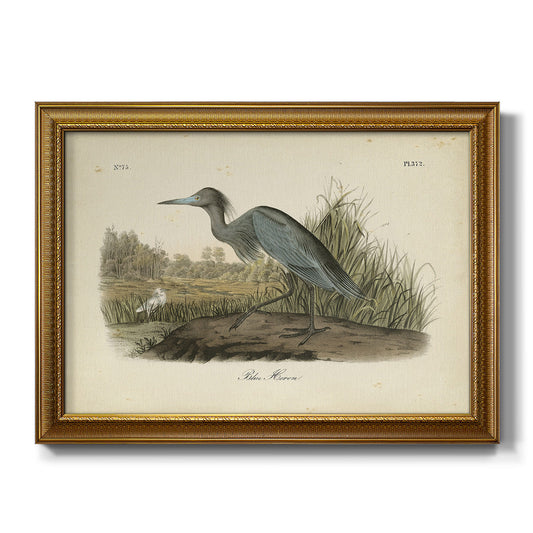 Audubons Blue Heron Premium Framed Canvas- Ready to Hang