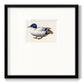 White and Blue Mallard Premium Framed Print Double Matboard