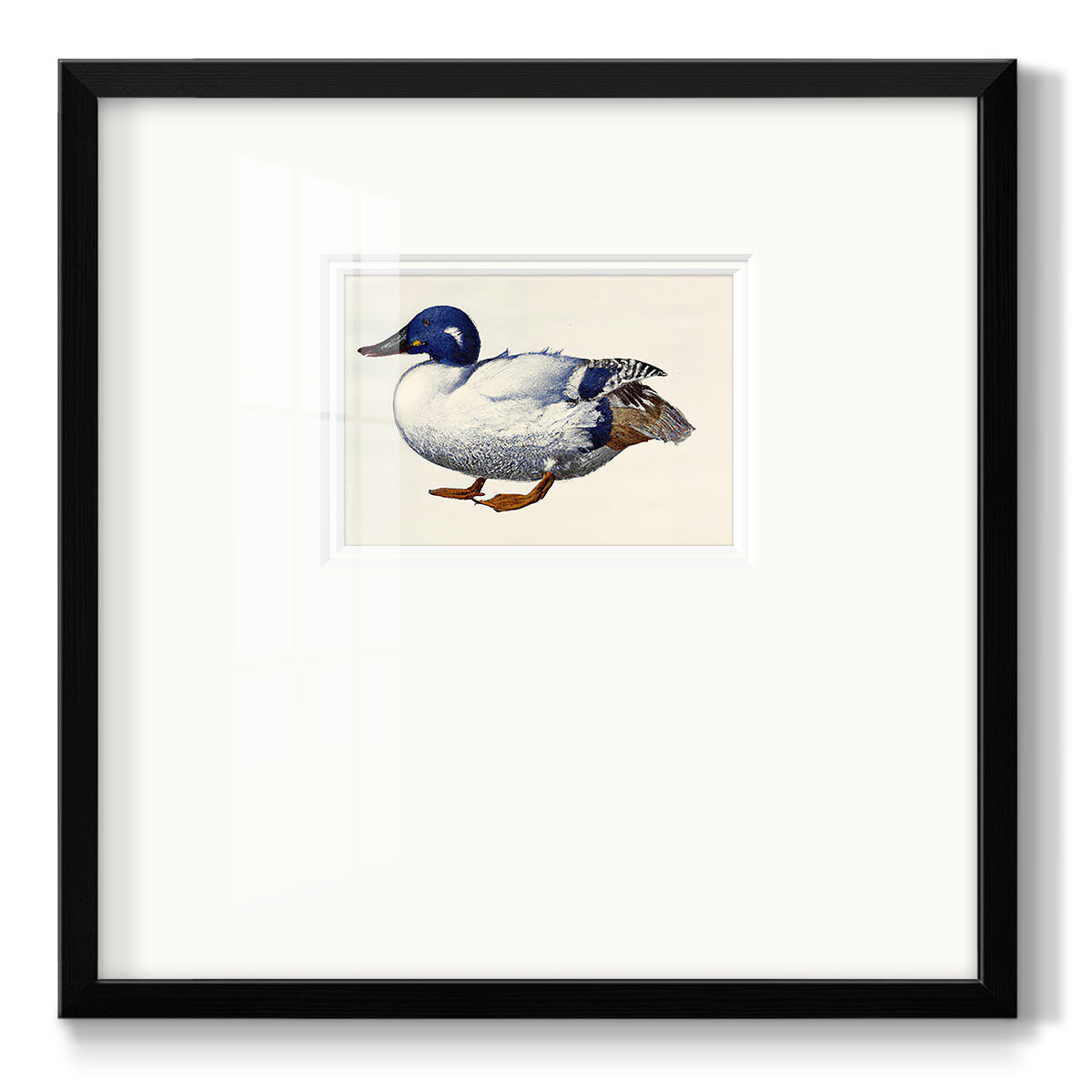 White and Blue Mallard Premium Framed Print Double Matboard