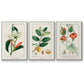 Turpin Tropical Botanicals IV - Framed Premium Gallery Wrapped Canvas L Frame 3 Piece Set - Ready to Hang