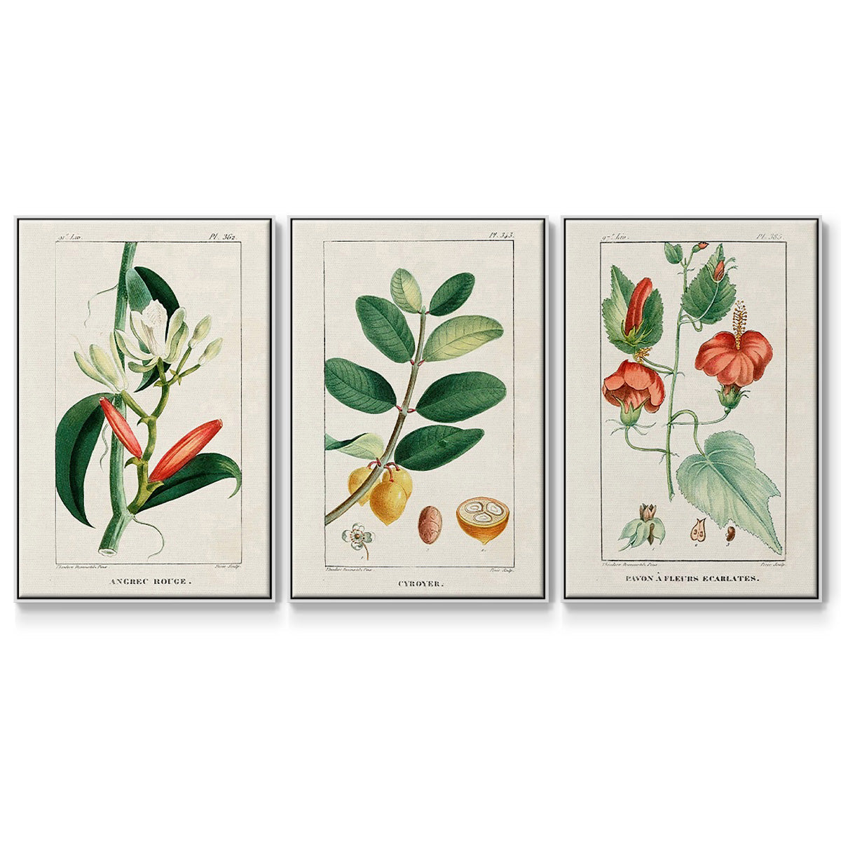 Turpin Tropical Botanicals IV - Framed Premium Gallery Wrapped Canvas L Frame 3 Piece Set - Ready to Hang