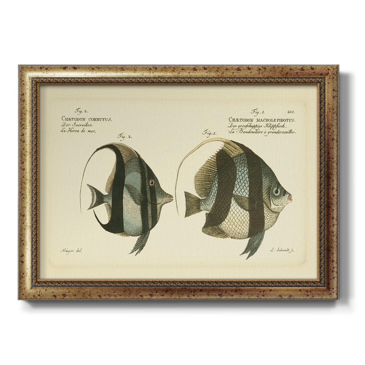 Bloch Antique Fish I Premium Framed Canvas- Ready to Hang