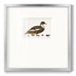 Golden Mallard - Double Matboard Framed Print